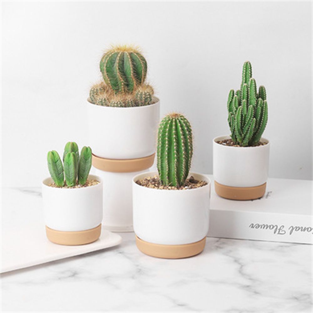 Echeveria Succulent - Runder Kaktus-Sukkulenten-Blumentopf mit Selbstbewässerung und Drainage-Loch,