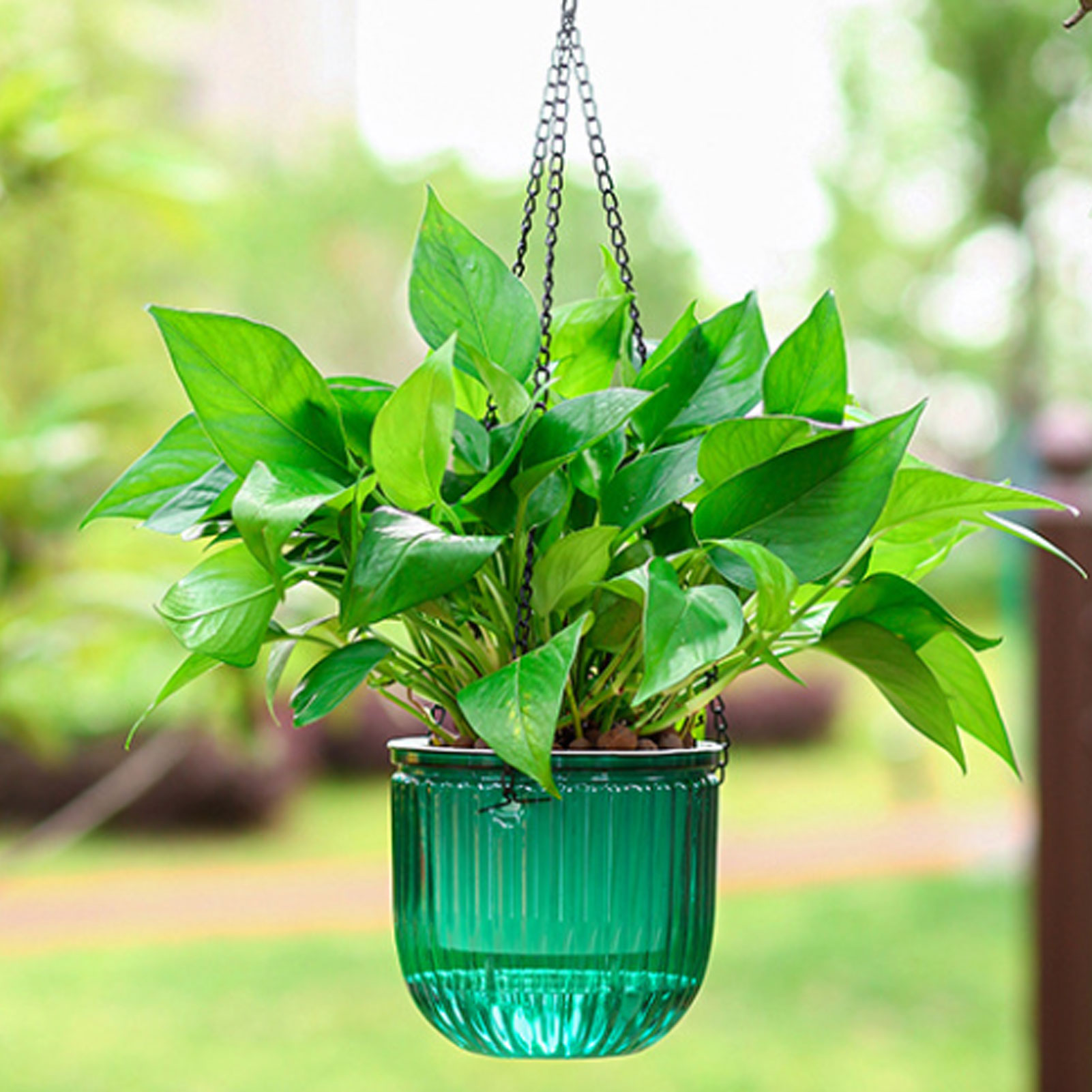 Automatische selbstbewässernde – Spider Plant Hanging Bewertung und Preis