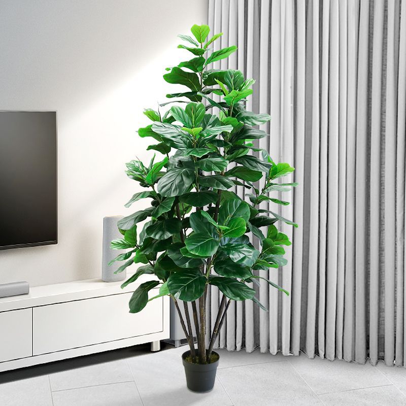 35-150 cm große tropische Kuns – Ficus Lyrata Tree Bewertung und Preis