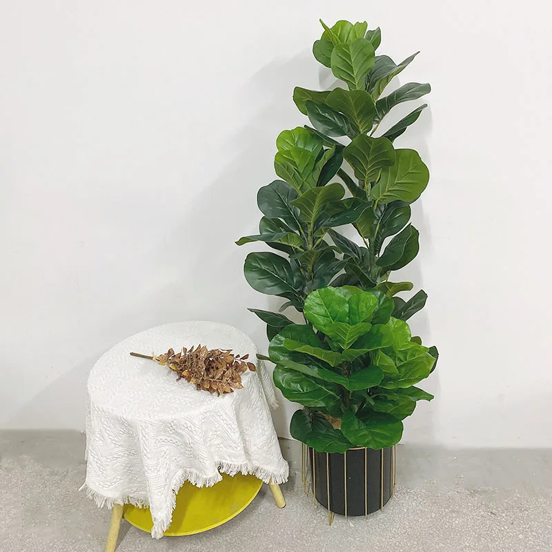 35-150 cm große tropische Kuns – Ficus Lyrata Tree Bewertung und Preis