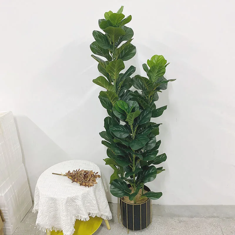 35-150 cm große tropische Kuns – Ficus Lyrata Tree Bewertung und Preis